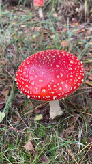 Amanita muscaria