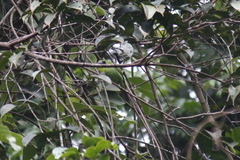 Chloropsis cyanopogon