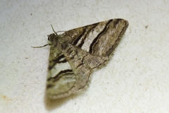 Digrammia continuata