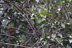 Chloropsis cyanopogon