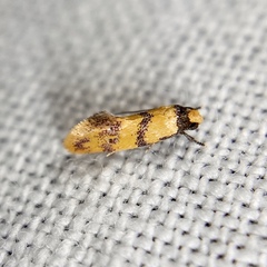 Psaroxantha basilica