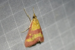 Pyrausta laticlavia