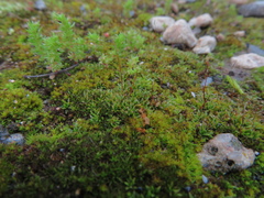 Aloina
