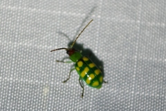 Diabrotica balteata