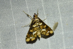 Hileithia magualis