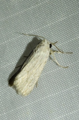 Oncocnemidinae