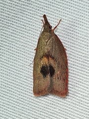 Enchocrates glaucopis