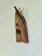 Enchocrates glaucopis