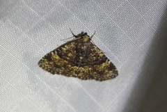 Metalectra diabolica