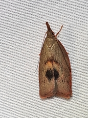 Enchocrates glaucopis