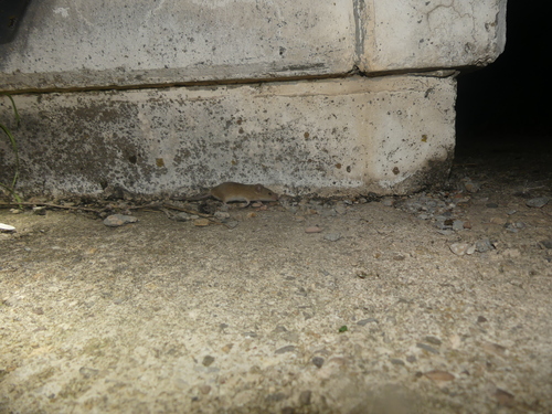 Western Mediterranean Mouse