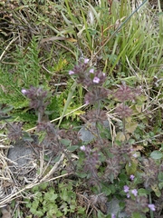 Clinopodium chinense