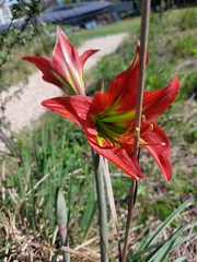 Hippeastrum glaucescens
