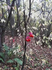 Euonymus verrucosus