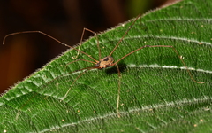 Cosmetidae
