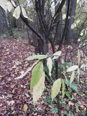 Euonymus verrucosus