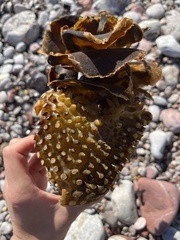 Saccorhiza polyschides