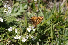 Boloria