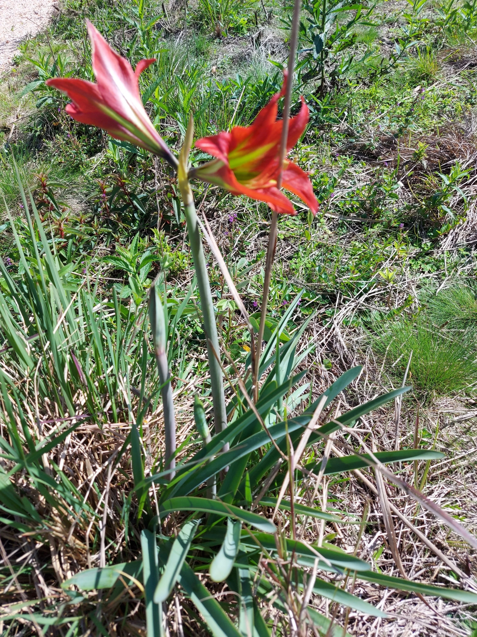 Hippeastrum glaucescens  iNaturalist