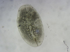 Coccus hesperidum