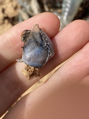 Dosima fascicularis