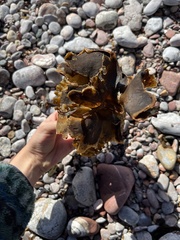 Saccorhiza polyschides