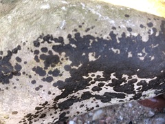 Lichinaceae