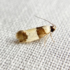 Telecrates laetiorella