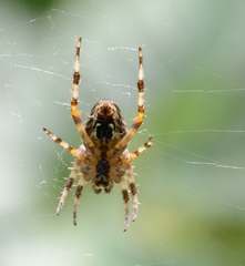 Araneus diadematus