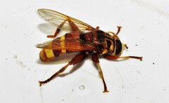Milesia crabroniformis