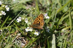 Boloria