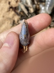 Dosima fascicularis