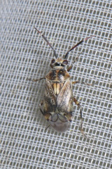 Eurystylus bellevoyei