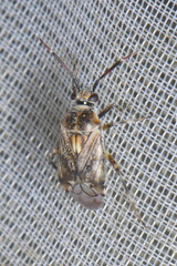 Eurystylus bellevoyei