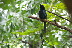 Dicrurus paradiseus paradiseus