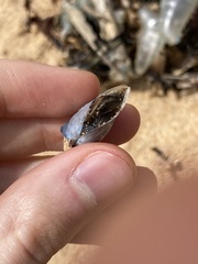 Dosima fascicularis