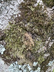 Cryphaea heteromalla