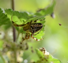 Araneus diadematus