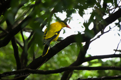 Oriolus chinensis diffusus
