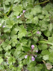 Clinopodium chinense