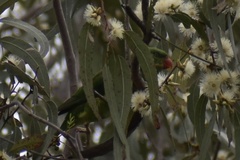 Trichoglossus chlorolepidotus