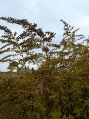 Solidago canadensis