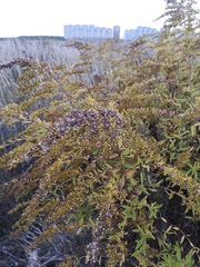 Solidago canadensis
