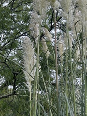 Cortaderia selloana