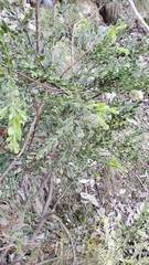 Acacia howittii