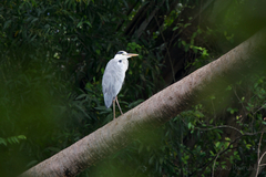 Ardea cinerea jouyi