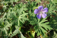 Geranium pratense