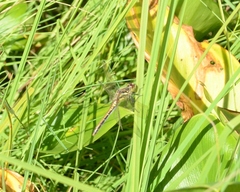 Sympetrum danae