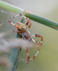 Araneus marmoreus