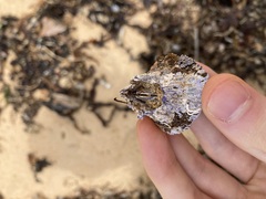 Austrobalanus imperator